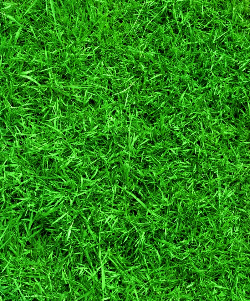 Nature spring field