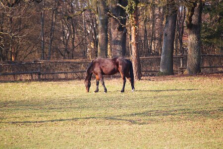 Coupling pasture graze