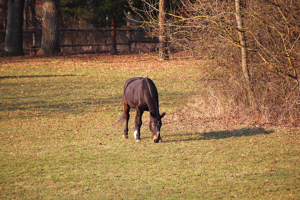 Coupling pasture graze