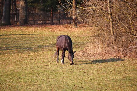 Coupling pasture graze