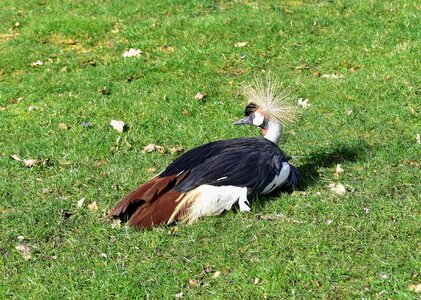 Balearica pavonina lying crane