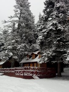 Tree winter yup