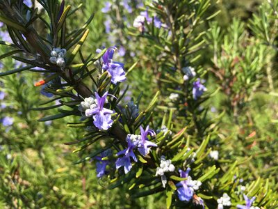 Rosemary spring flowers herb