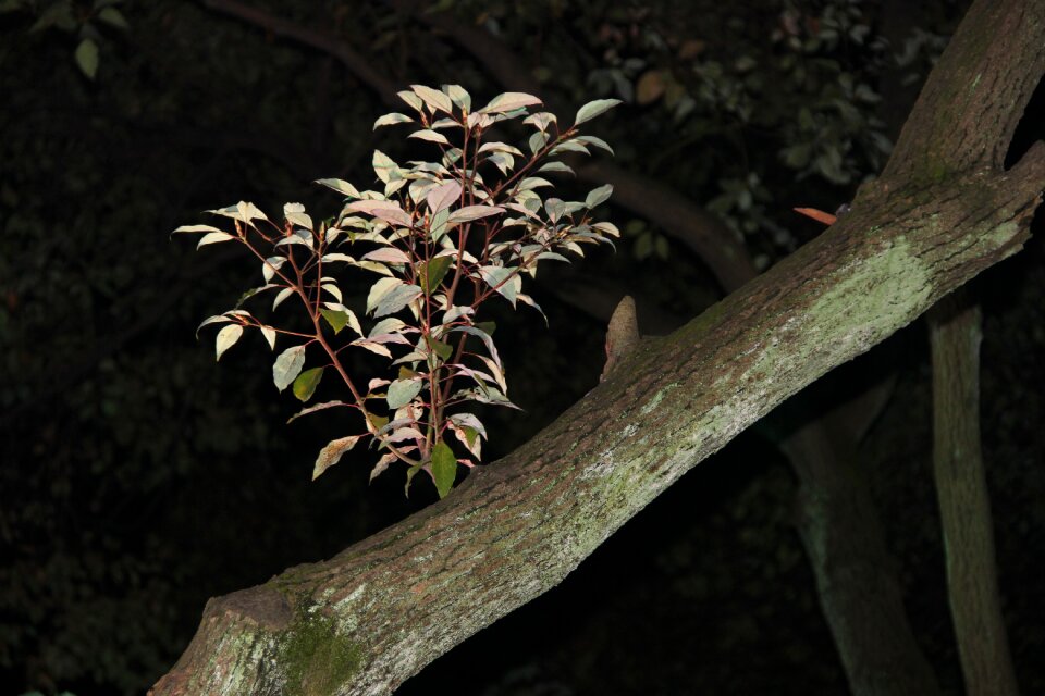 Tree branch the night sky