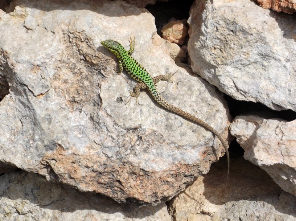 Wildlife rock green