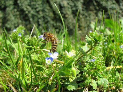 Bee sunshine spring flowers