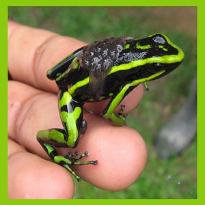 Tropical amphibian animal