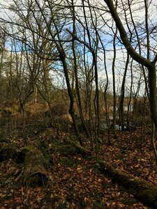 Green beech wood moss