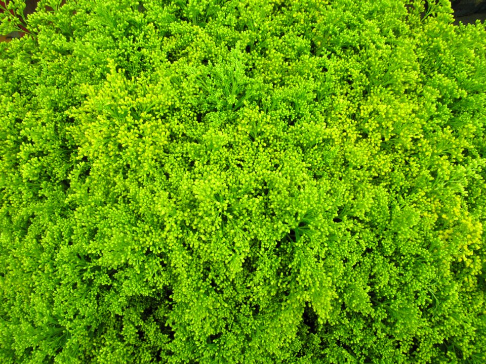 Tare plant ornamental