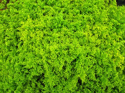 Tare plant ornamental