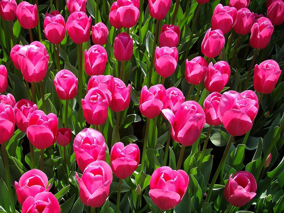 Flora blossom freshness