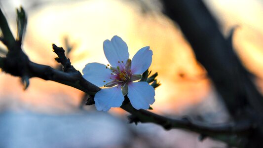 Spring almond blossom macro