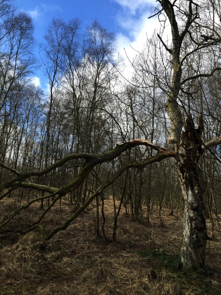 Green beech wood moss