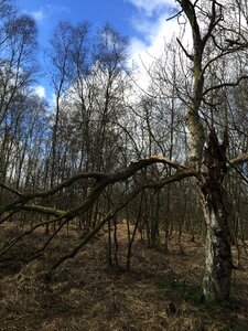 Green beech wood moss