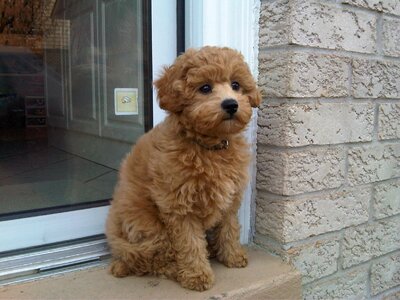 Cute sitting golden