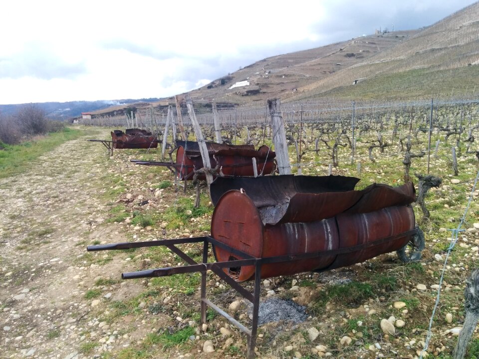 Agriculture vines tool