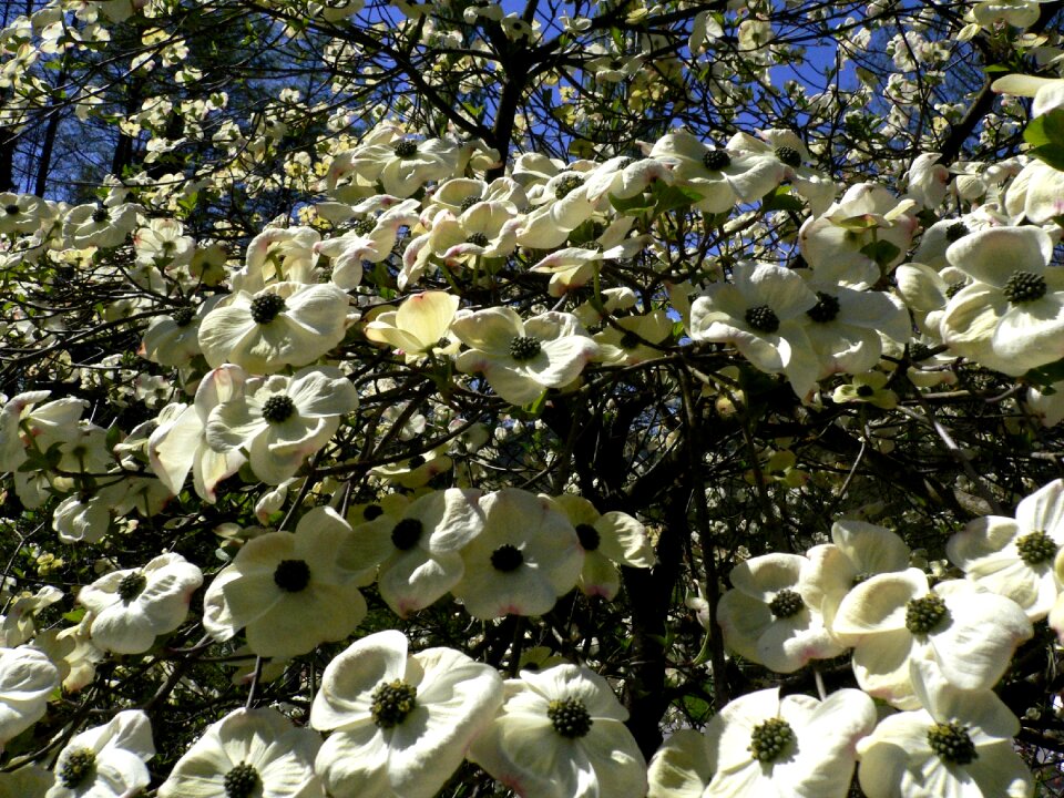 Blossom branches garden exhibition lake constance