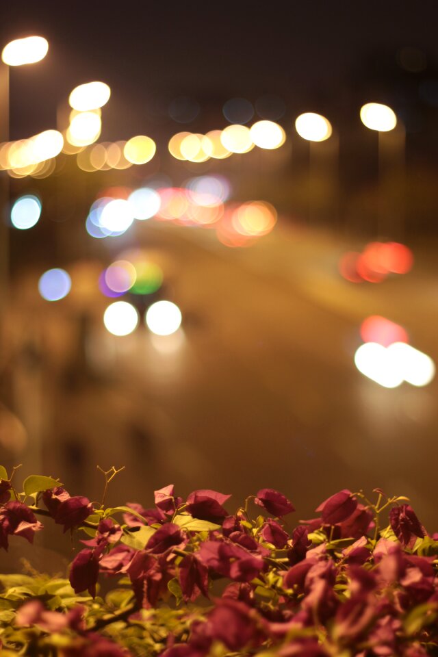 Lotus leaf spring bokeh