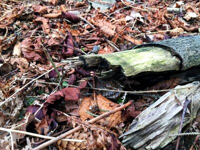 Green beech wood moss