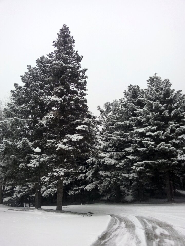 Snow tree winter