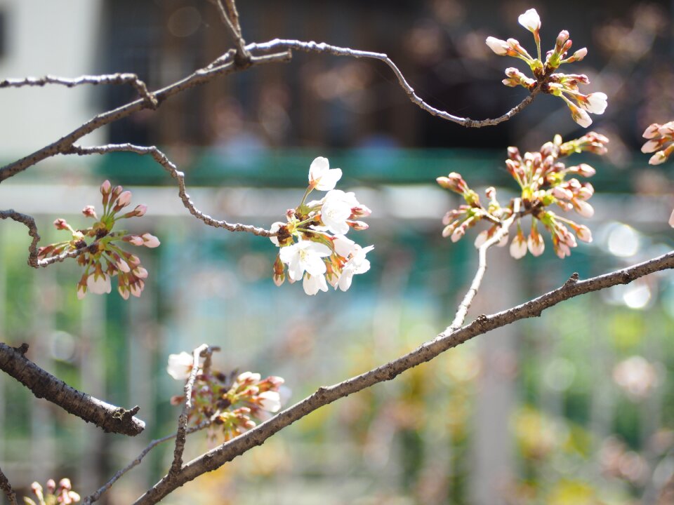 Cherry blossoms spring flowers