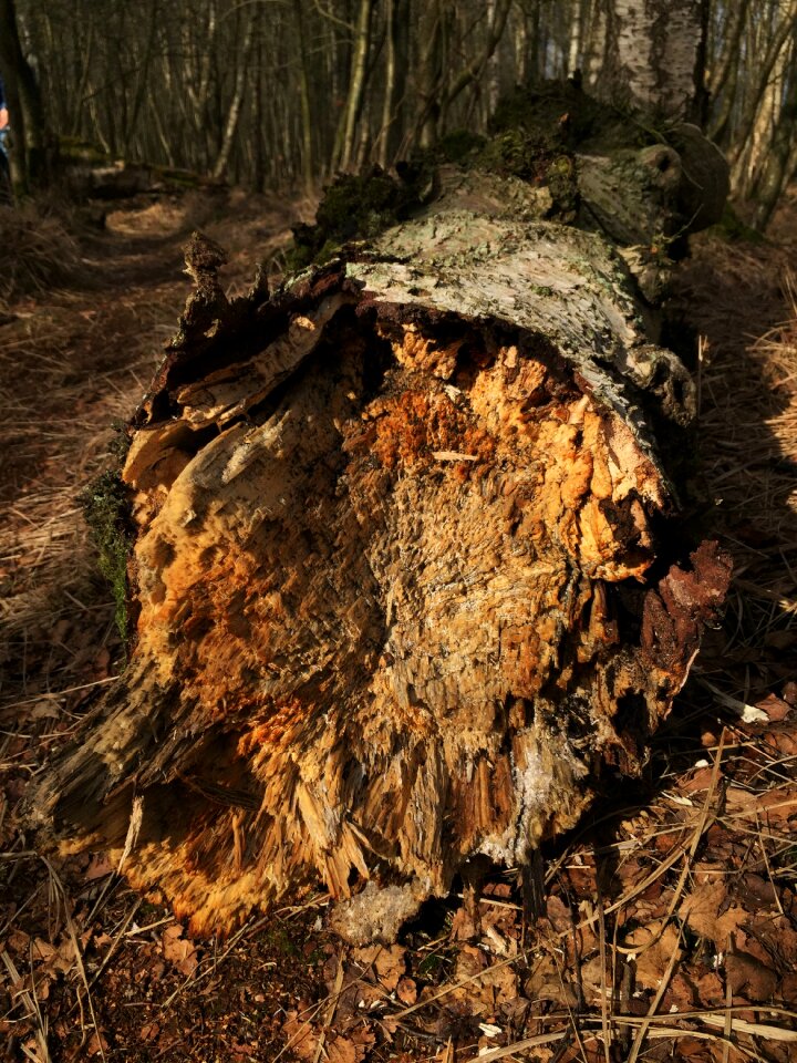 Green beech wood moss