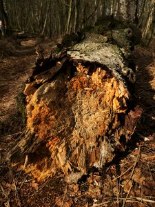Green beech wood moss
