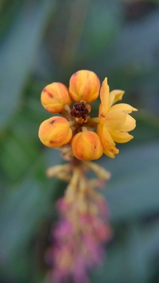 Wild flowers close-up flower photo