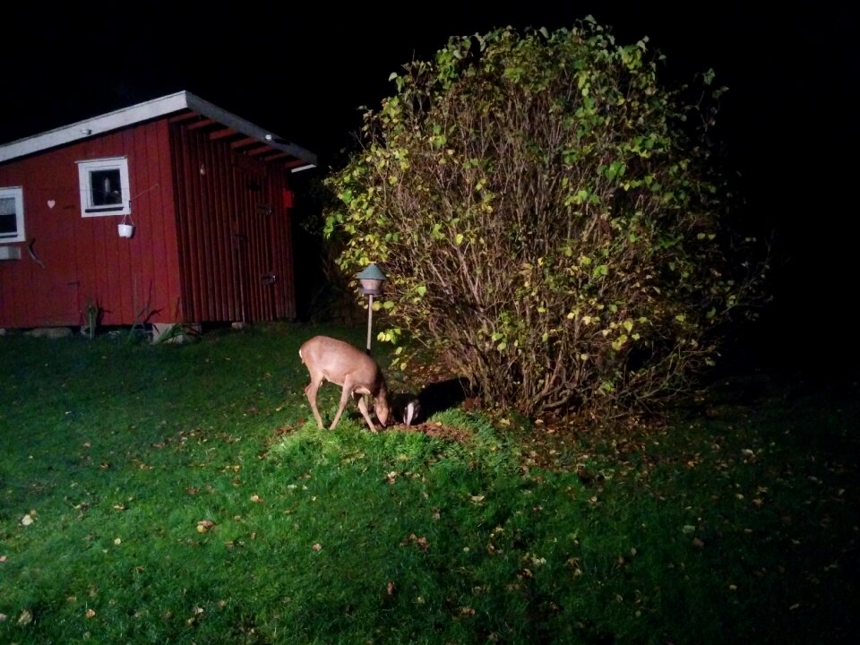 Badger venison eat seeds