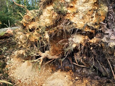 Green beech wood moss