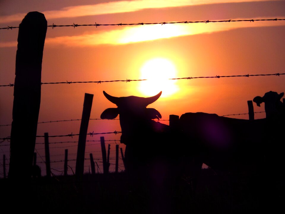 Pasture sol morning