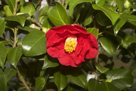 Camellia japonica red garden photo