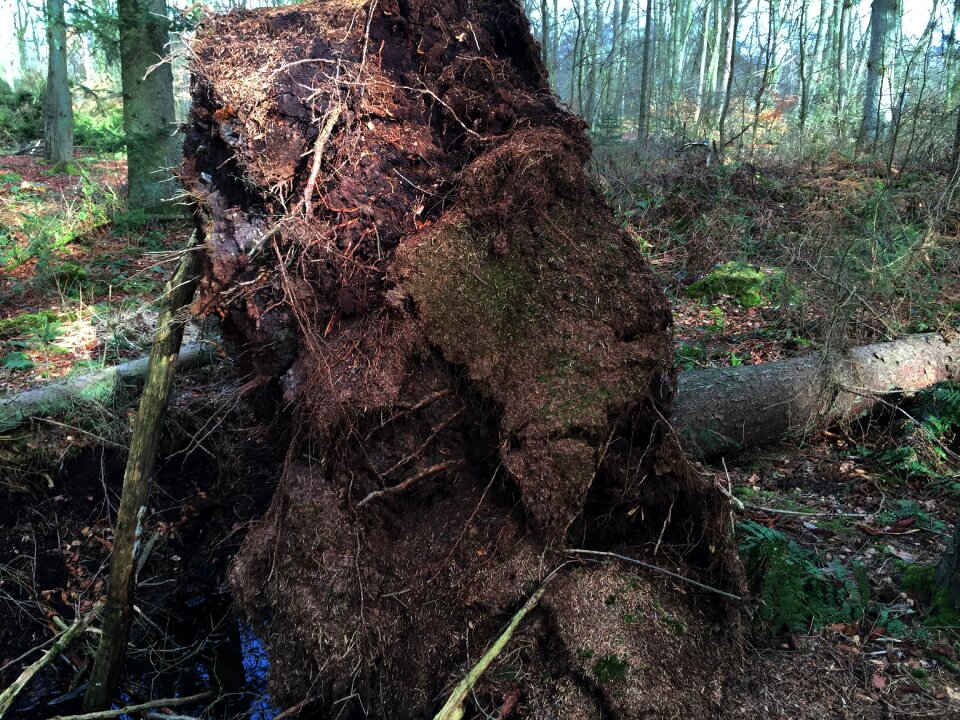 Green beech wood moss