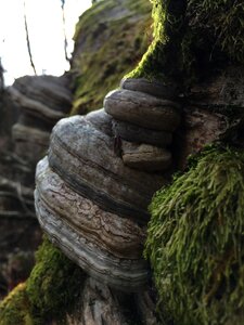 Green beech wood moss