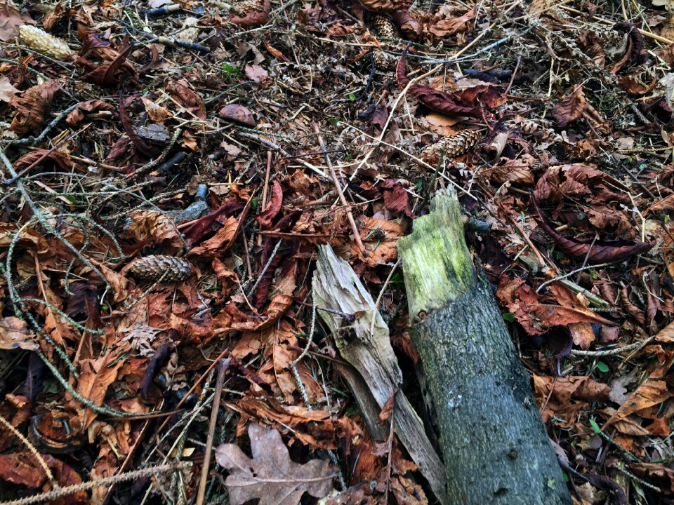 Green beech wood moss