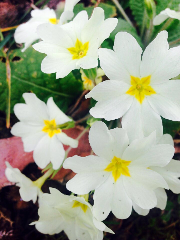 Primrose blossom bloom