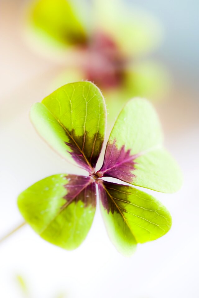 Lucky charm green shamrocks photo