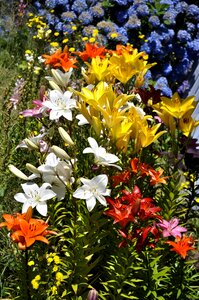 Plant gardening flora