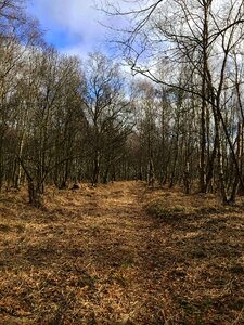 Beech wood tree landscape