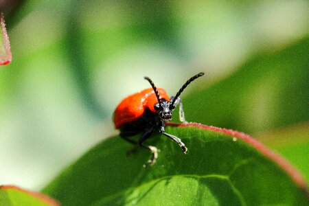 Beetle macro sheet