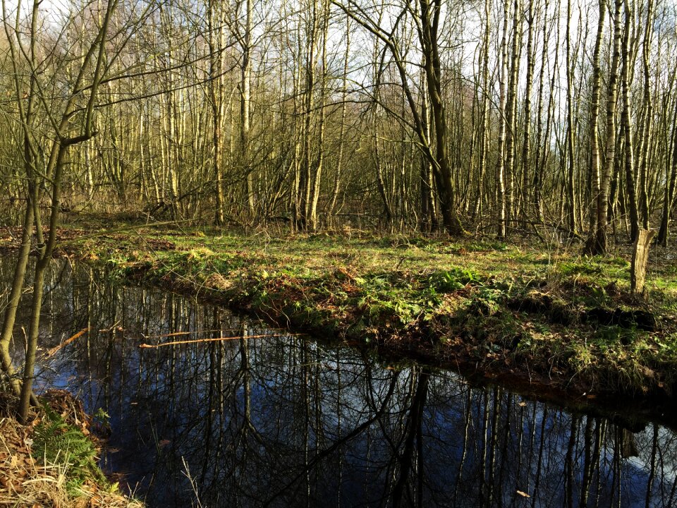 Green beech wood moss
