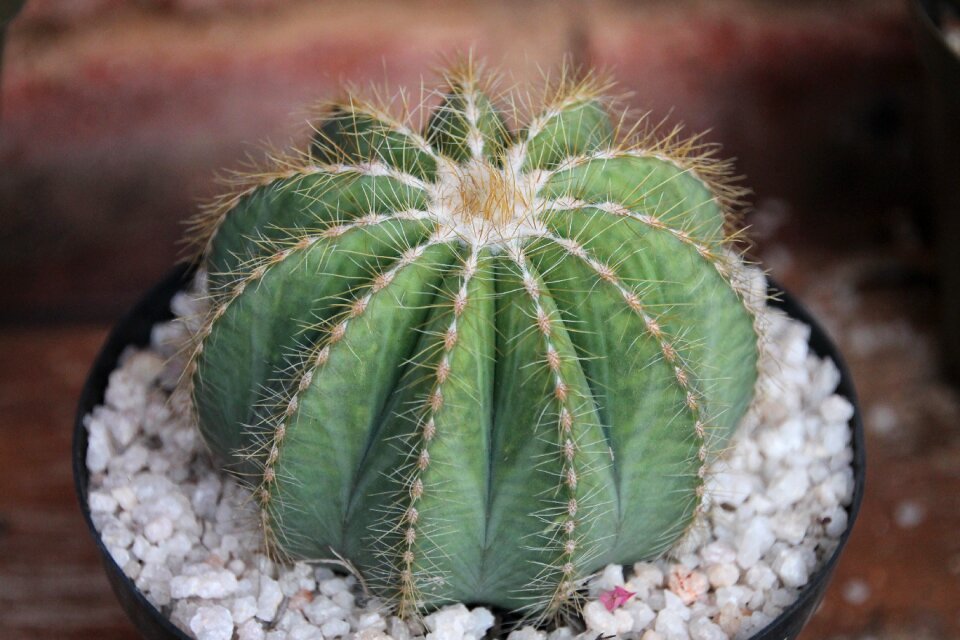 Plant desert nature