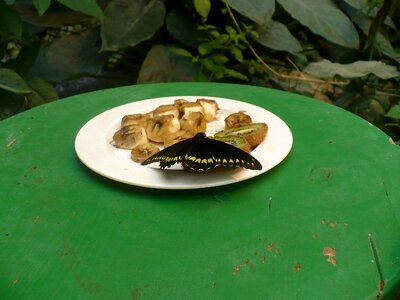 Butterfly vienna food