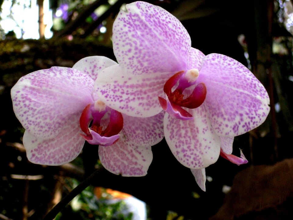 Plant white violet