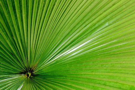 Green structure texture