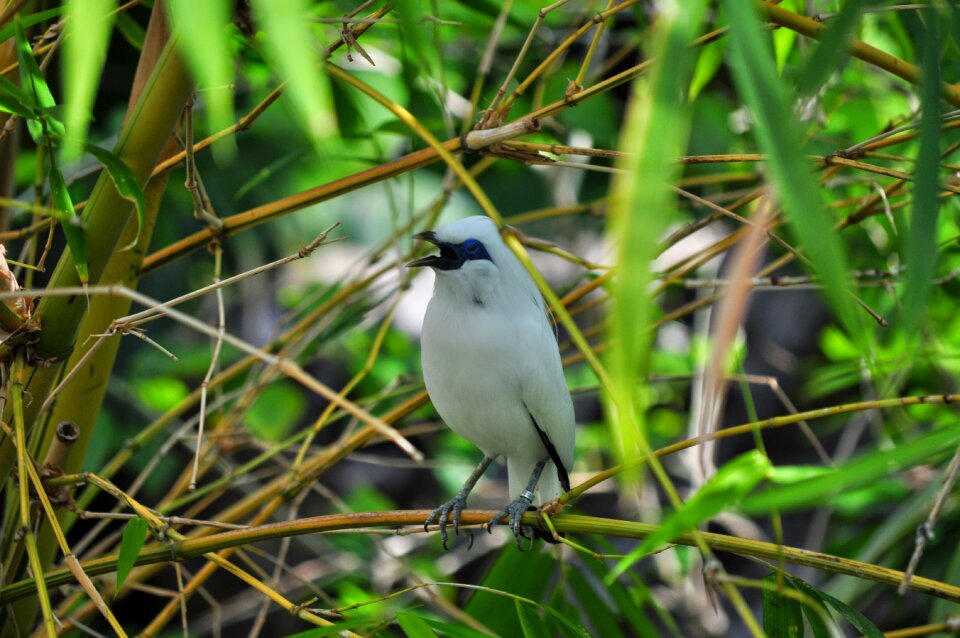 White nature bird in the trees