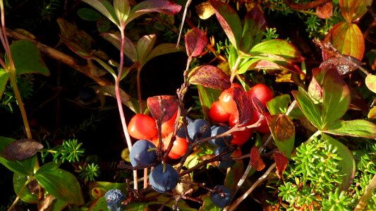 Vitamin freshness food