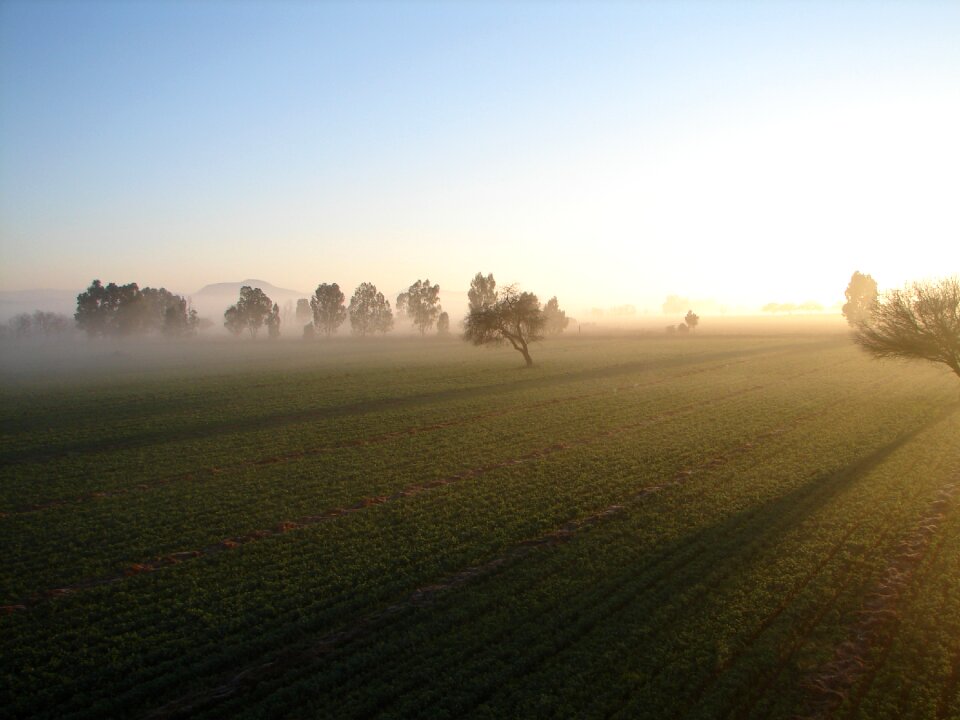 Field fog dawn