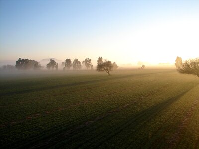 Field fog dawn