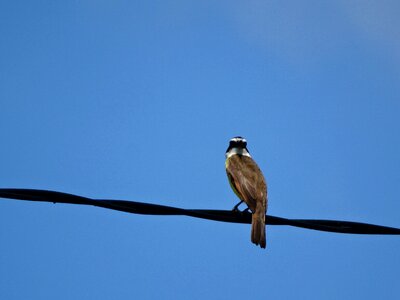 Bird tranquility immensity